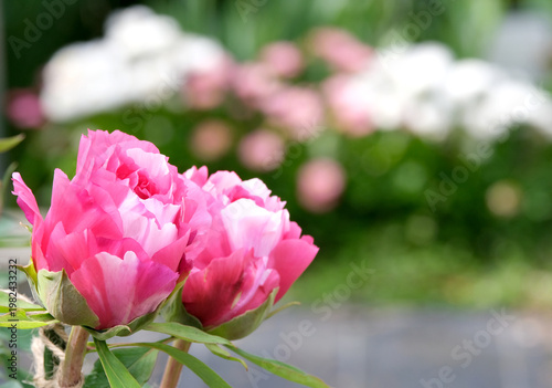 庭に咲く赤い牡丹の花