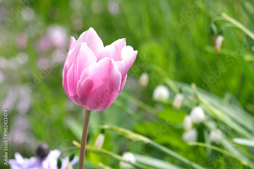 庭に咲く紫のチューリップ