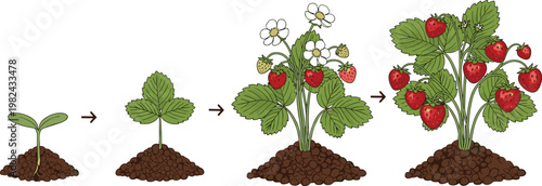 Strawberry Plant Life Cycle Vector Illustration Showing Growth Stages from Seedling and Sprout to Flowering Bush and Harvestable Red Ripened Fruit