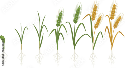 Wheat Plant Life Cycle Vector Illustration Showing Growth Stages from Seed Sprout and Green Stems to Mature Golden Grain Harvest with Underground Root System