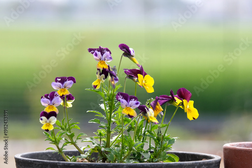 穏やかな日のビオラ