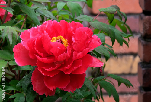 庭に咲く赤い牡丹の花