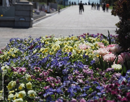 花壇の草花