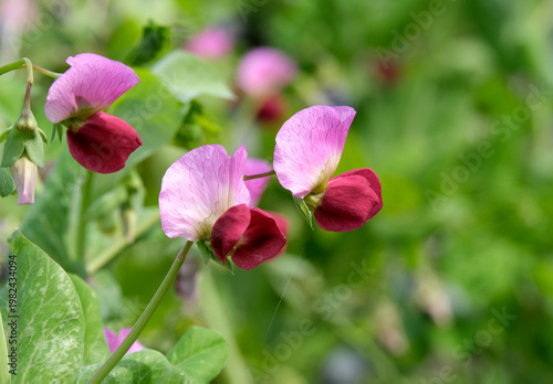 サヤエンドウの花