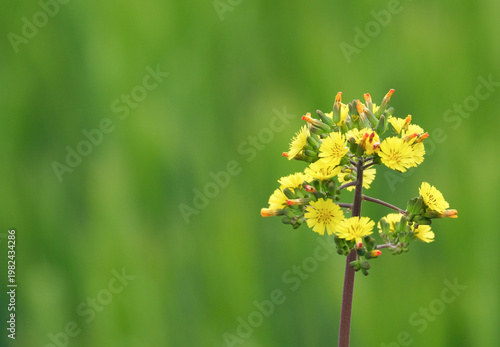 道端に咲くオニタビラコ