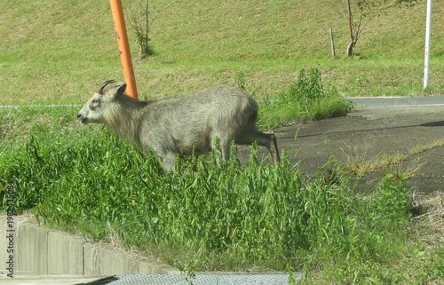 道路を横断したニホンカモシカ