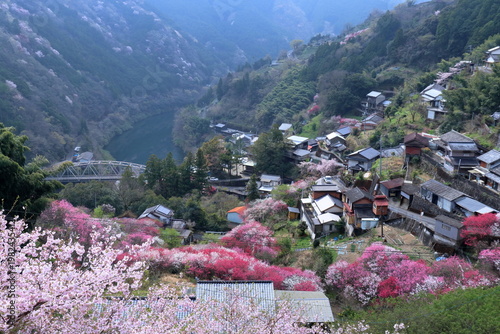 寺村地区で咲き誇る花　高知県仁淀川町