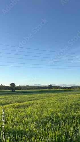 green field and blue sky
