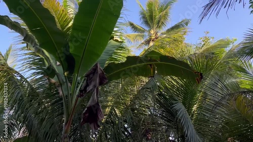 coconut palm tree