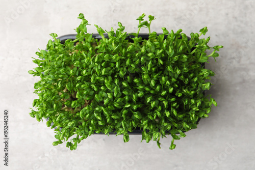 Fresh microgreens on grey table, top view