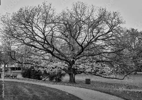 Black and white photograph of a giant tree in full bloom in a park