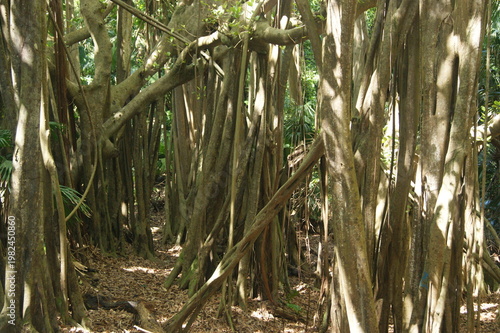 Canvas-taulu Gravity Defied mangrove trees