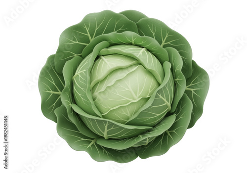 Fresh green cabbage isolated on a white background, a healthy vegetable staple