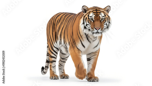 Bengal tiger walking slowly toward the camera on isolated white background