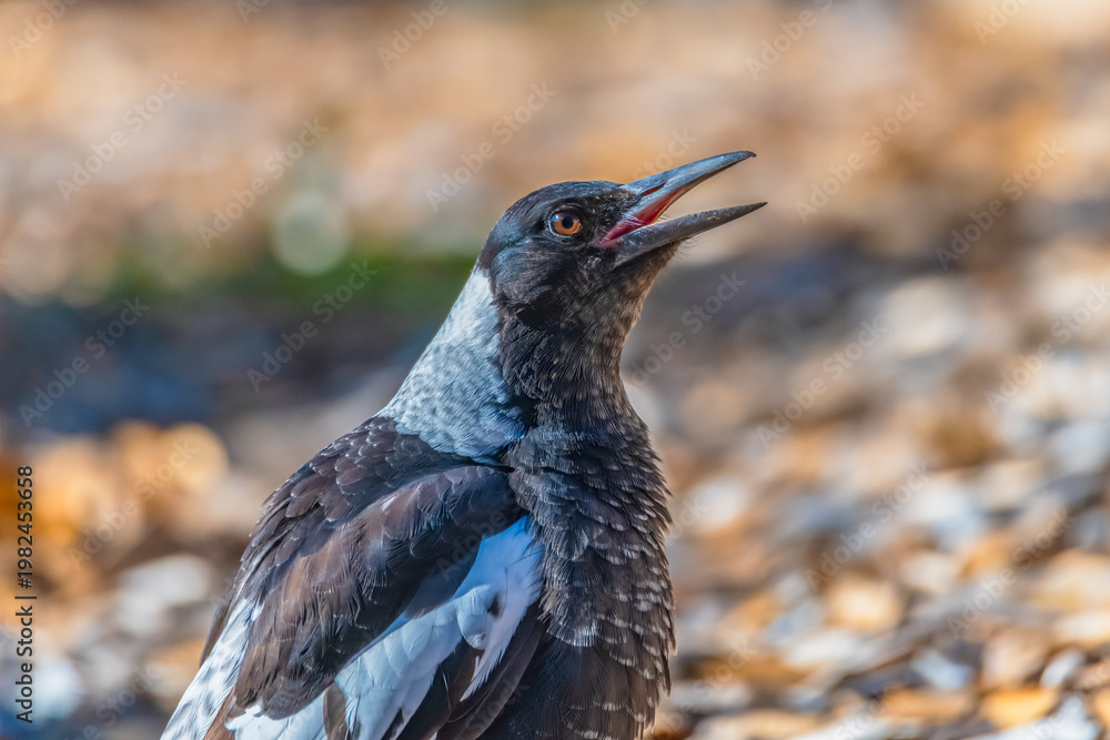 Fototapeta premium Outdoors with the Australian Magpie