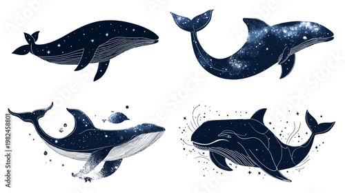 Four illustrations of whales with night sky detailing, in various poses, against white
