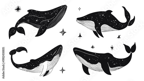 Four black and white illustrations of whales with starry patterns on white background and star accents