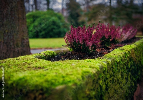 Purple flowers bloom in the moss-covered flowerbeds of the park