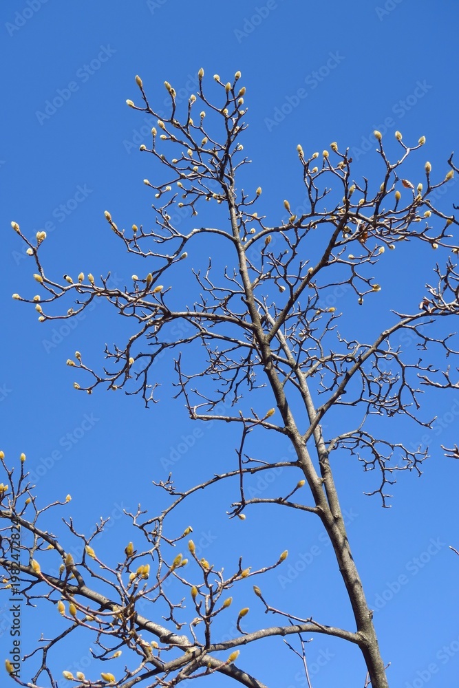 Obraz premium 早春の朝の公園の蕾みを付けたハクモクレンの木と青空