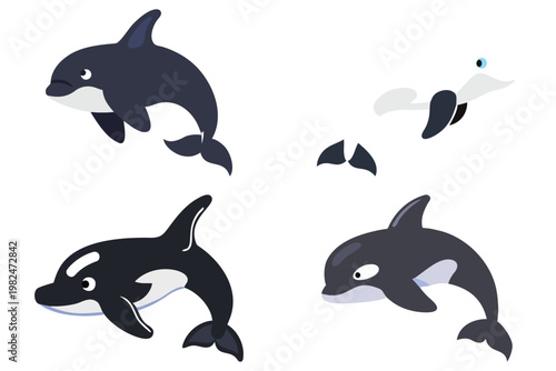 Orca Whale Vector Illustration - Killer Whale Marine Life