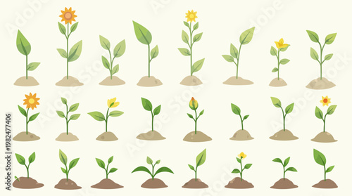 Cartoon plant growth cycle from seed to bloom on isolated soil mounds