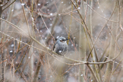 吹雪の中じっとしているヒヨドリ