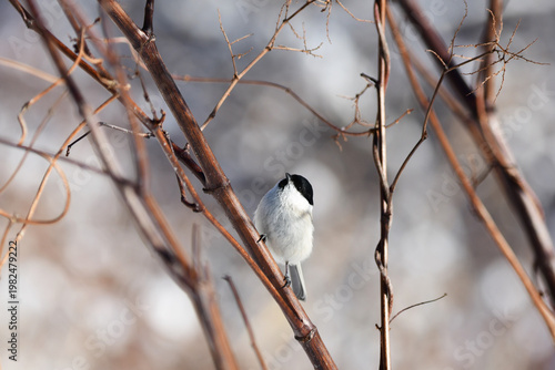 上を向く冬のハシブトガラ