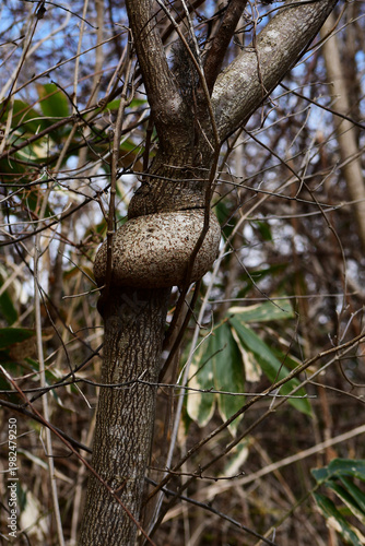 木のコブ