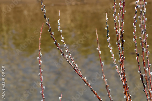 早春の河原の猫柳