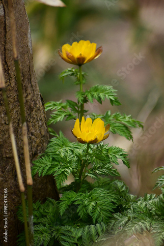 木に寄り添って咲くフクジュソウ