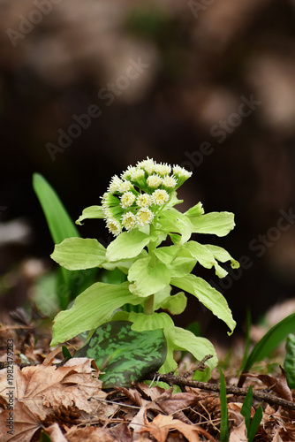 野に咲くフキノトウの花