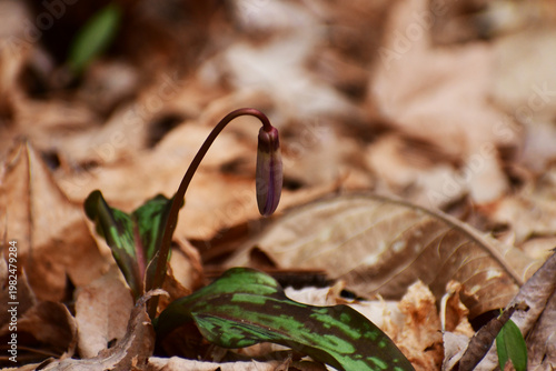 枯葉の中のカタクリのつぼみ