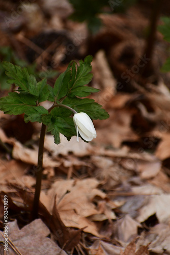 キクザキイチゲの白いつぼみ