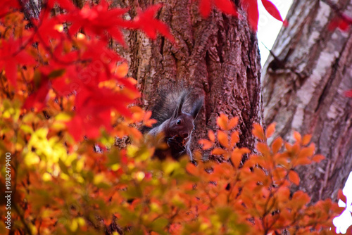 紅葉の中クルミを食べるエゾリス