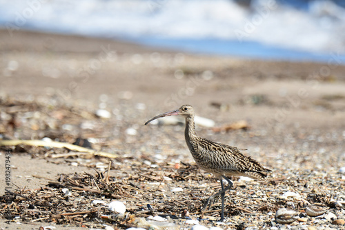 海辺を歩くホウロクシギ