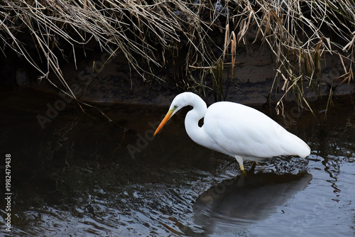 川で魚を探す冬のダイサギ