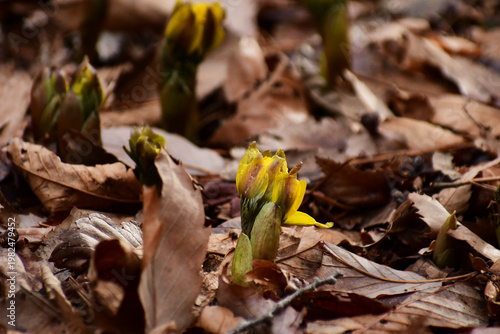 枯葉から顔を出した福寿草のつぼみ