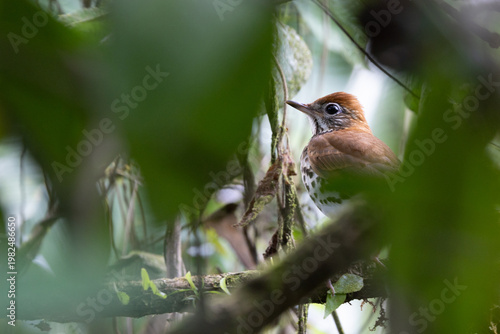 Obraz na plátně Wood thrush hiding in the bush