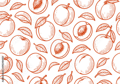 Organic Apricot Fruit Hand Drawn Sketch, Vintage Botanical Vector Illustration Isolated