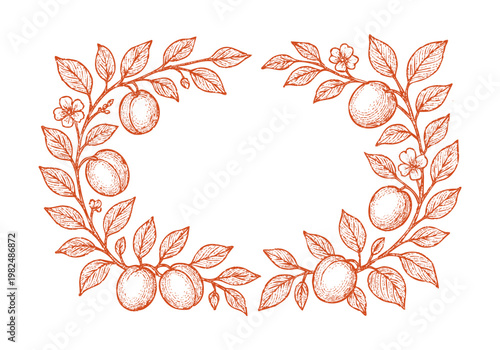 Organic Apricot Fruit Hand Drawn Sketch, Vintage Botanical Vector Illustration Isolated
