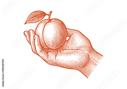 Organic Apricot Fruit Hand Drawn Sketch, Vintage Botanical Vector Illustration Isolated