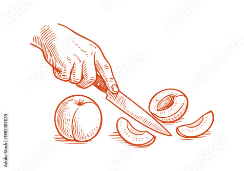 Organic Apricot Fruit Hand Drawn Sketch, Artisan Culinary Vector Illustration Isolated