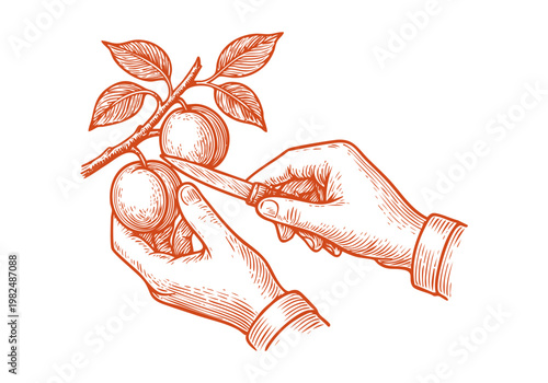 Organic Apricot Fruit Hand Drawn Sketch, Vintage Botanical Vector Illustration Isolated