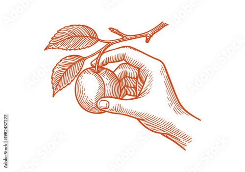 Organic Apricot Fruit Hand Drawn Sketch, Vintage Botanical Vector Illustration Isolated