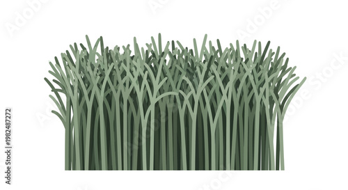 Fresh green microgreens sprouts isolated on a white background.