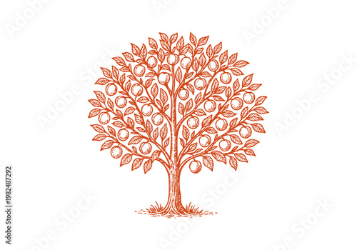 Organic Apricot Fruit Hand Drawn Sketch, Vintage Botanical Vector Illustration Isolated