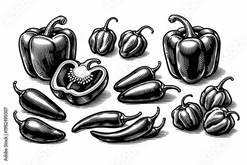 Vintage Engraving Style Collection of Assorted Peppers Including Bell Peppers, Jalapeños, and Habaneros. Hand-Drawn Woodcut Illustration of Spicy Chili and Sweet Vegetables for Culinary Design.