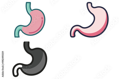 Human Stomach Anatomy Vector Illustration