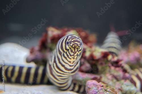 縞模様が揺れる海の狩人