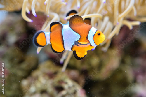 イソギンチャクに寄り添うオレンジの宝石